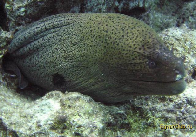 ���� #16 � �������� ����� � CONCORDE.JPG