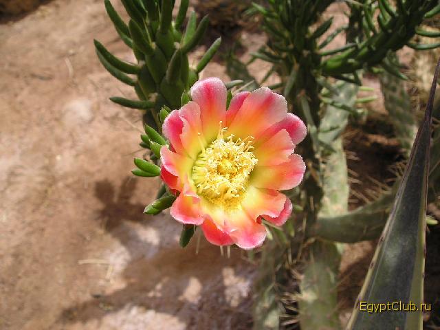 ���� #21 � �������� ����� � CONCORDE.gif