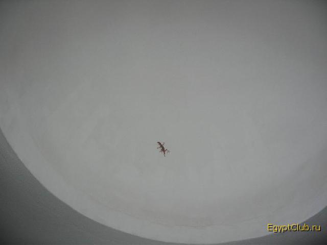 ������ � ������ ������