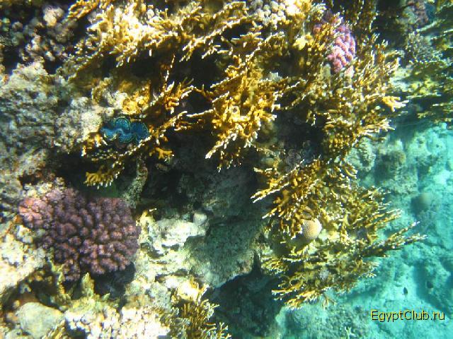 ��������� ��� Domina