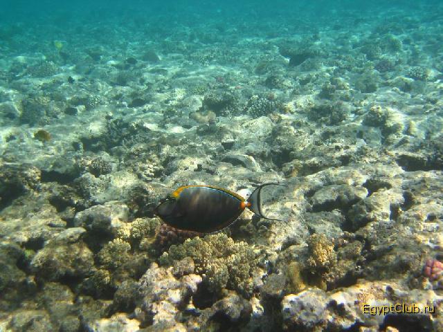 ��������� ��� Domina