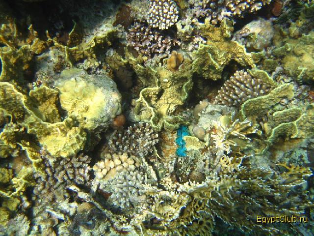 ��������� ��� Domina