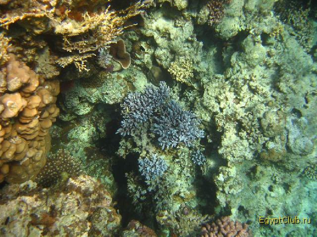 ��������� ��� Domina