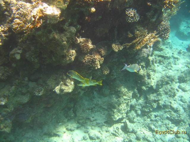 ��������� ��� Domina