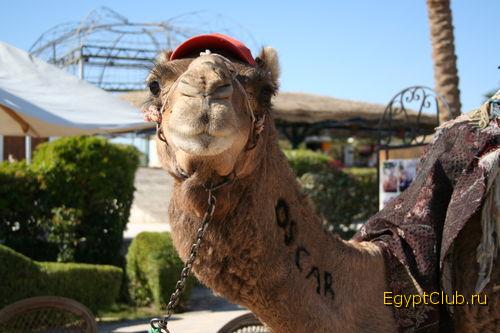 ������� �������.