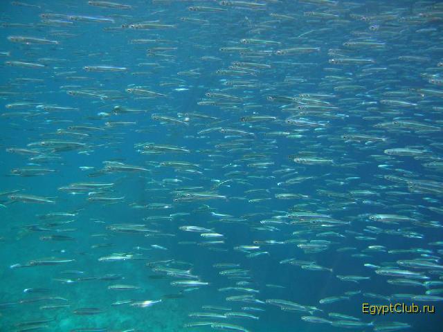 ���� �����