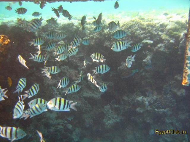 ��� �������� ��������