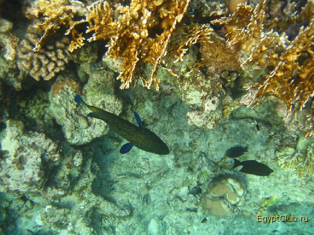 ��������� ��� Domina