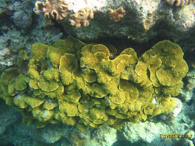 ��������� ��� Domina