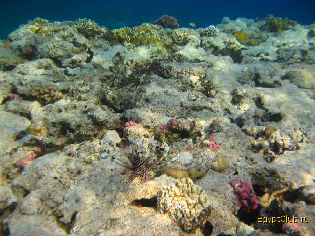 ��������� ��� Domina