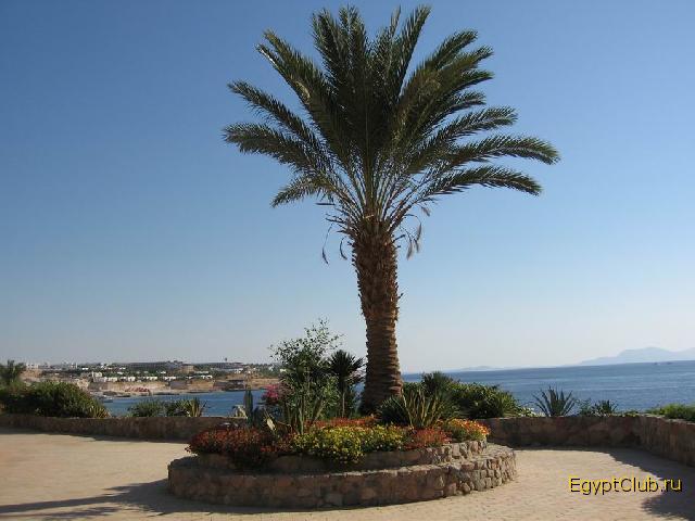 ���� � Domina