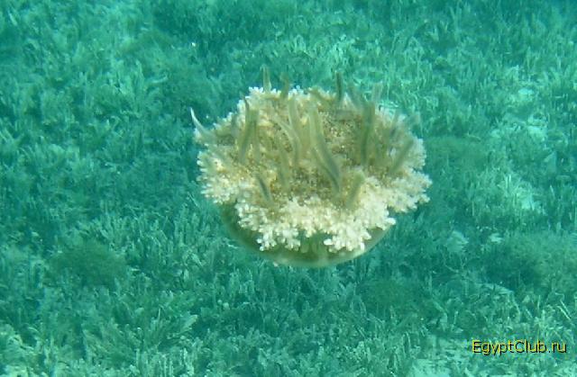 �� ����, ��� �� �����