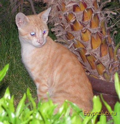 ���-�����