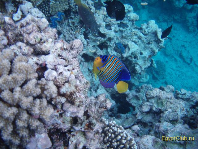 ����������� �����