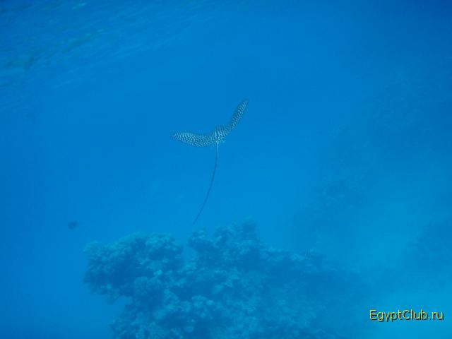 ��������� �����