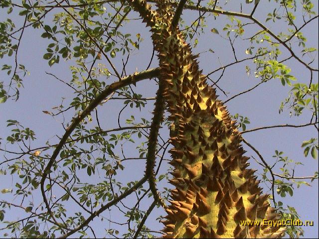 ����� ������������� ������