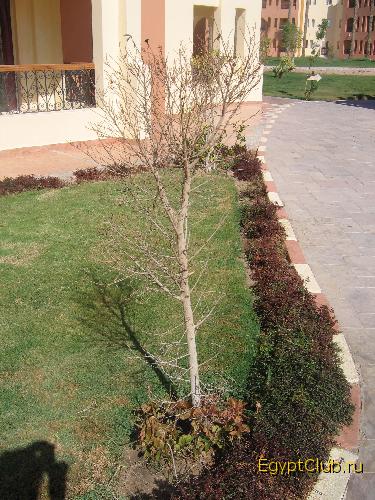 ��� ���� ���������