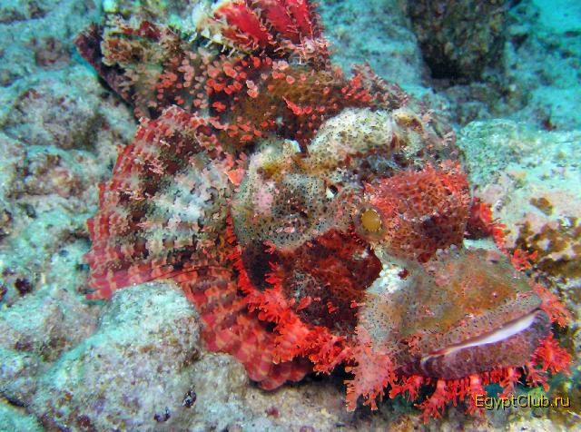 ��������� ������������.