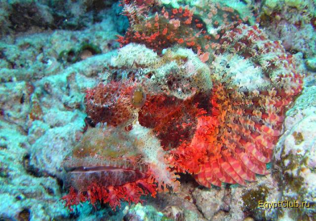 ��������� ������������