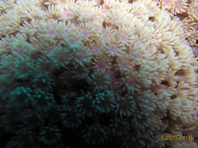 ��������� �����