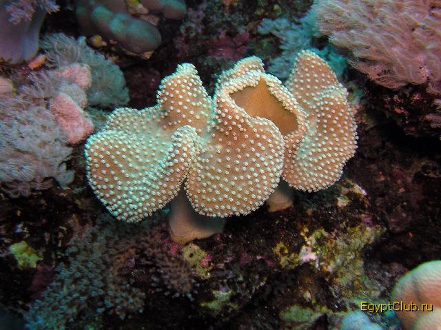 ��� ����� 