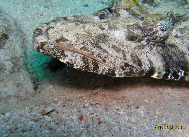 ����������� �����������