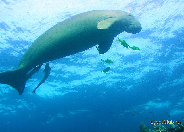 ������ ��� ������� ������!!!