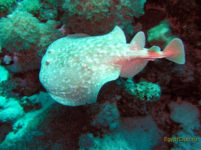 ����-������������� ������������� ����.