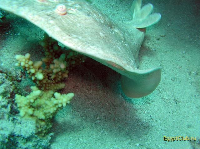 ������������� ����