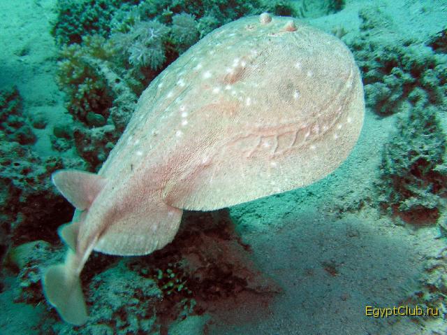 ���� �������������