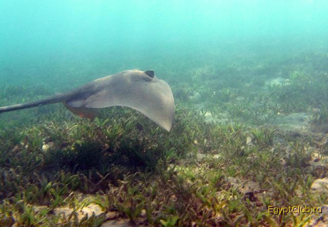 ������������� ���������