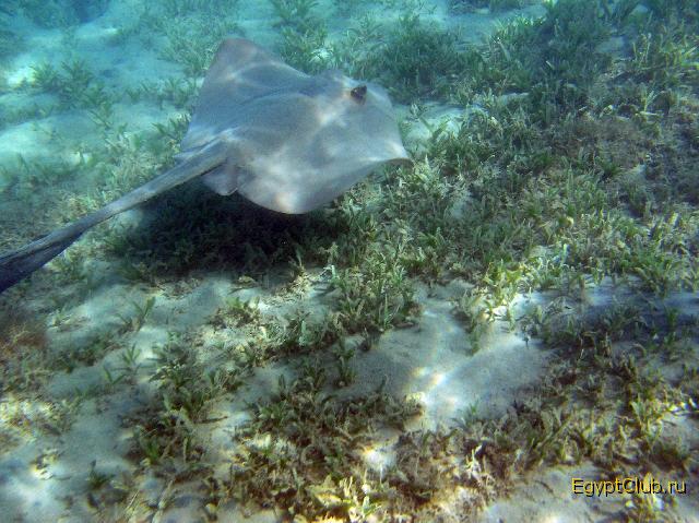 ����-���������