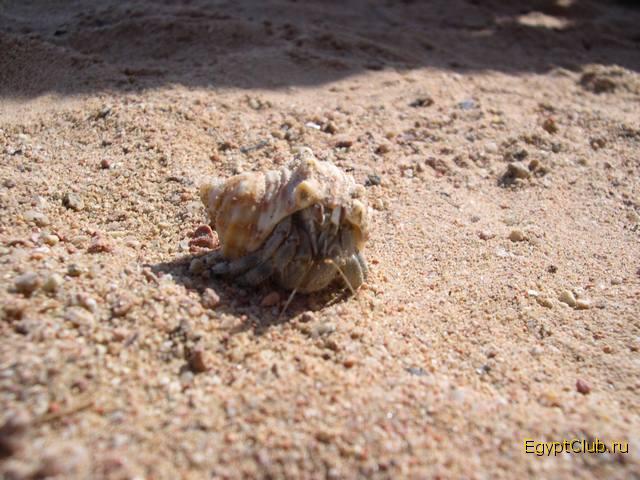 �� ������