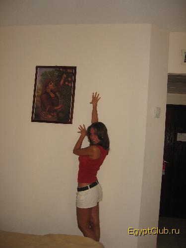 �������,sea gull