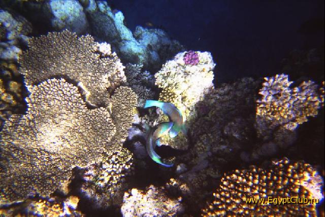 ����������� ����