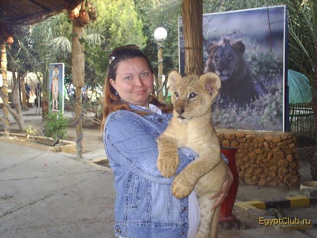 Sea Gull 2006 ��� ������