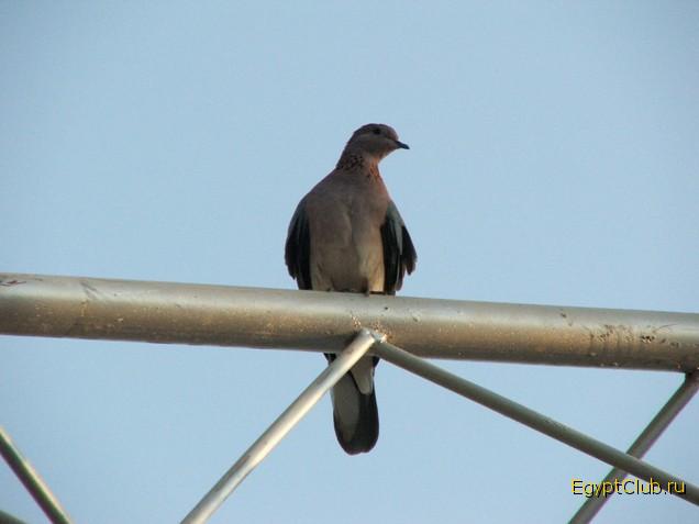 ����� ����- �� �����OFF��� (�������� ��������!!!)