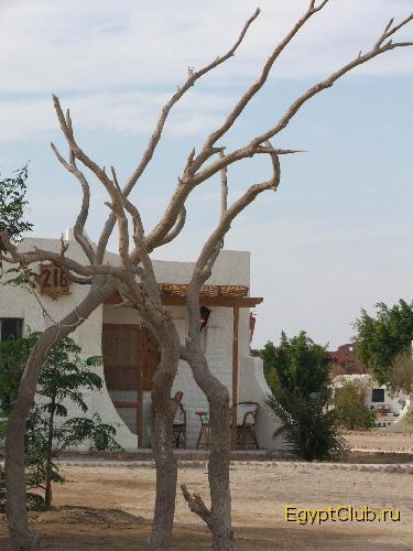 ����� ��� ��������