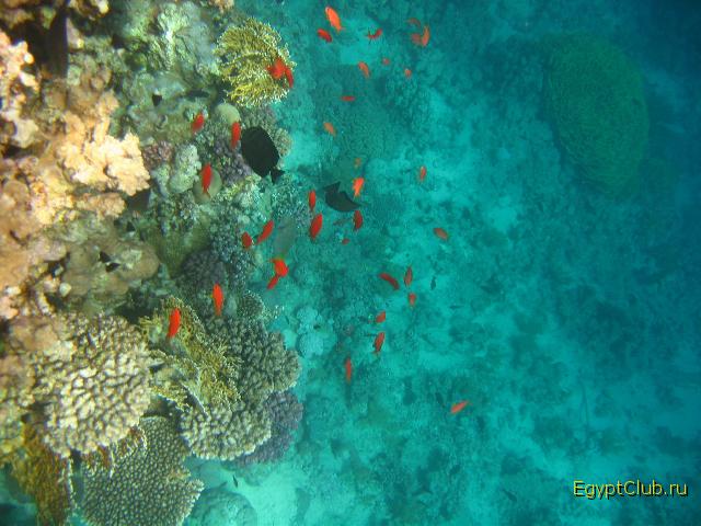 ��������� ���