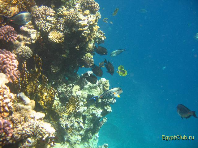 ��������� ���