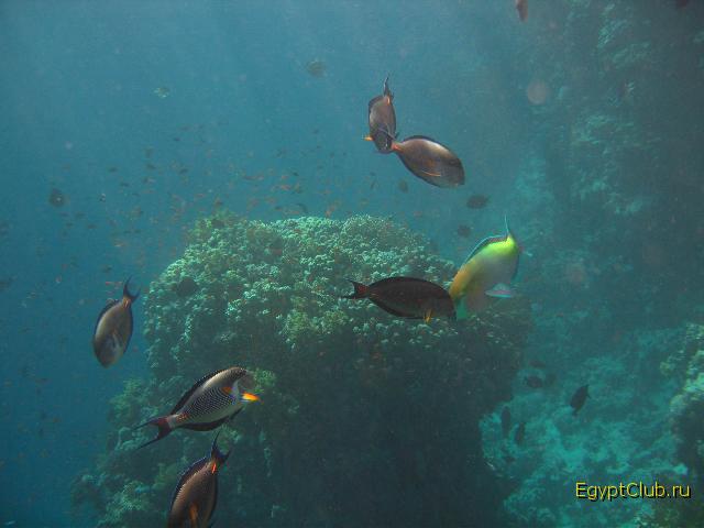 ��������� ���