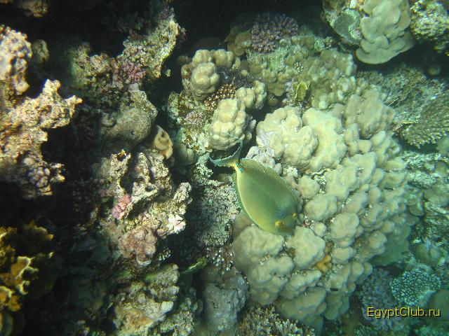 ��������� ���