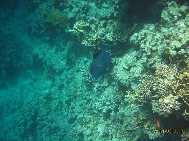 �������� ����