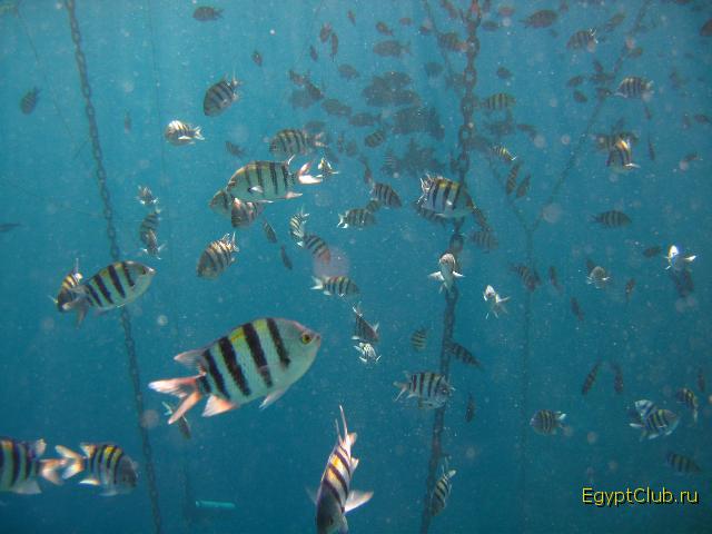 ��� ��������