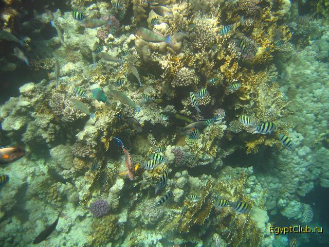 ��������� ���