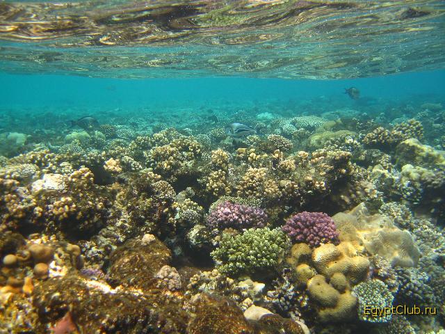 ��������� ���