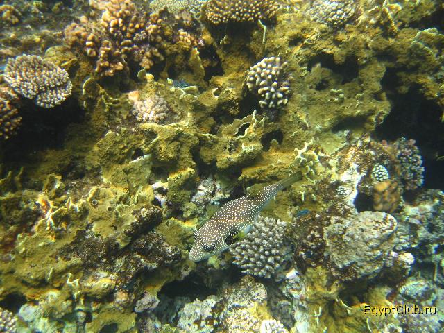 ��������� ���