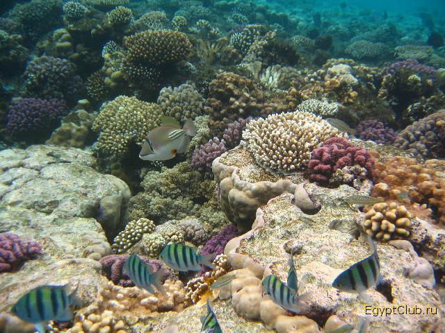 ��� �����