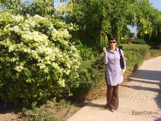 � ������