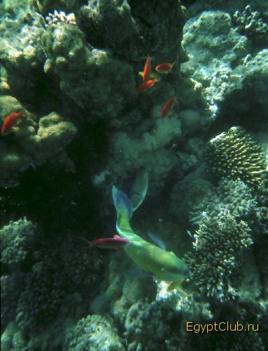 �����. ������ - ������.